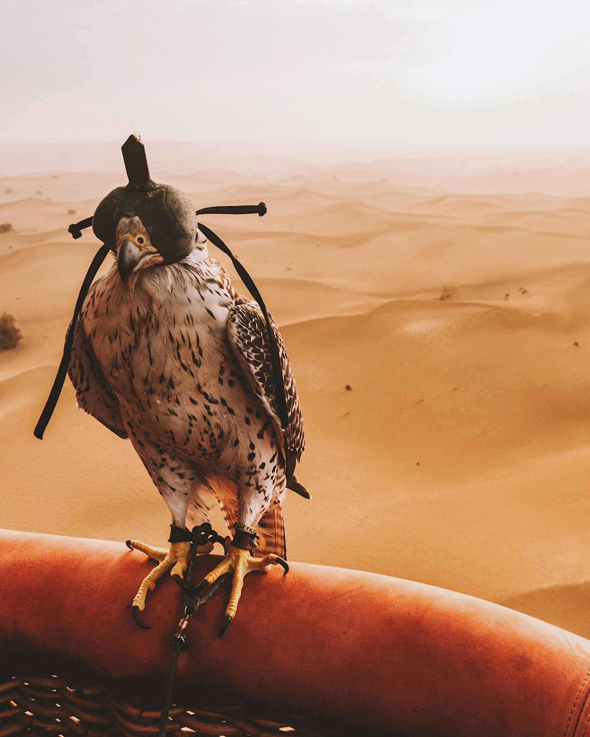 Day 8 - Air Balloon in the Dubai Desert