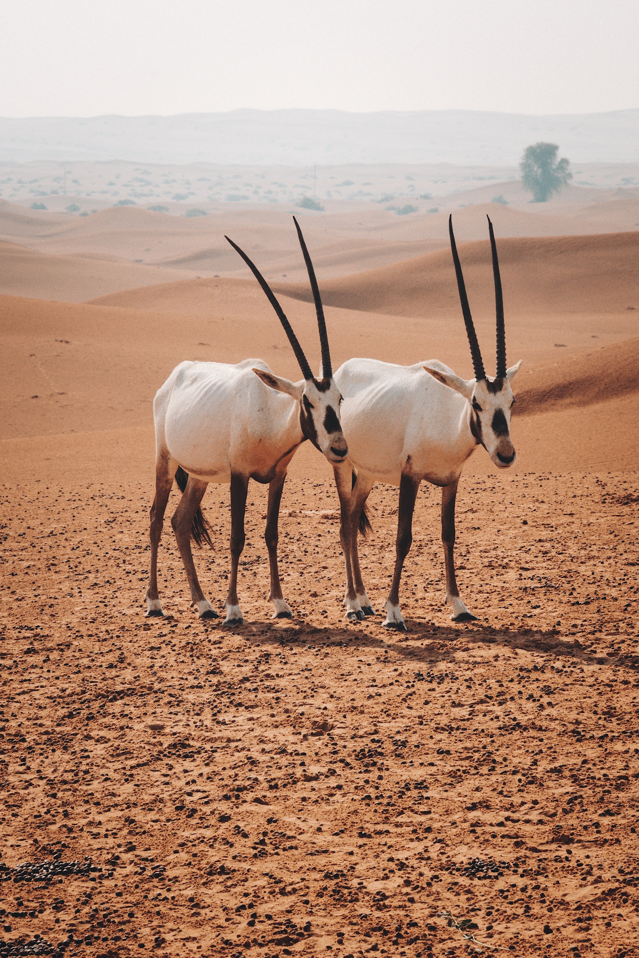 Day 8 - Dubai Desert