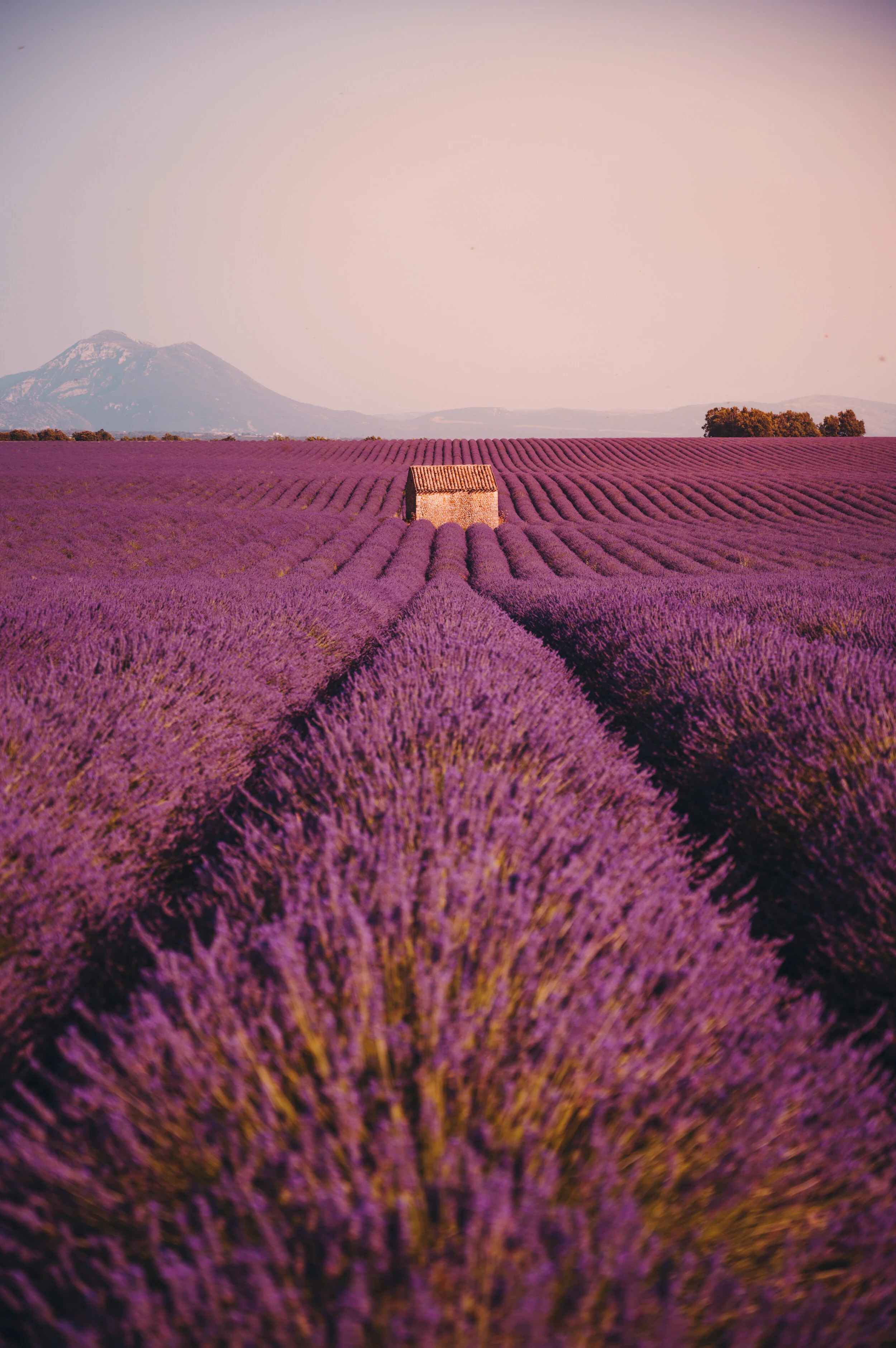 Valensole - France