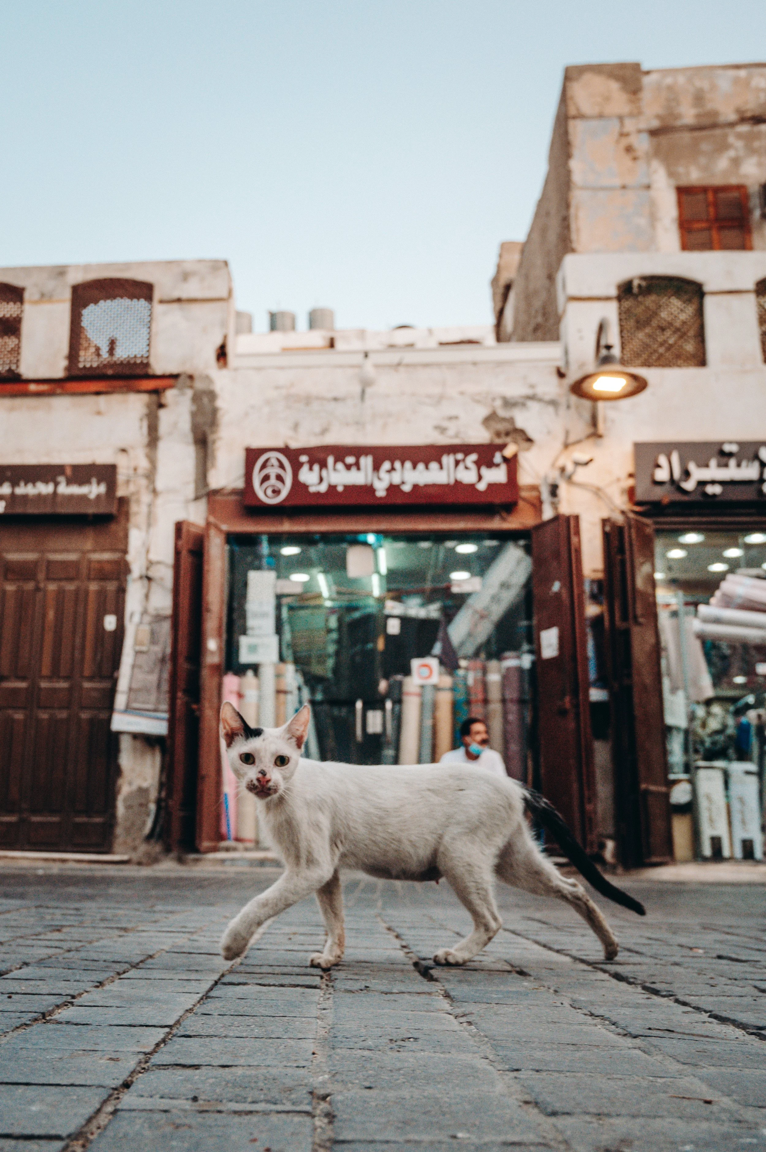 Jeddah - Saudi Arabia