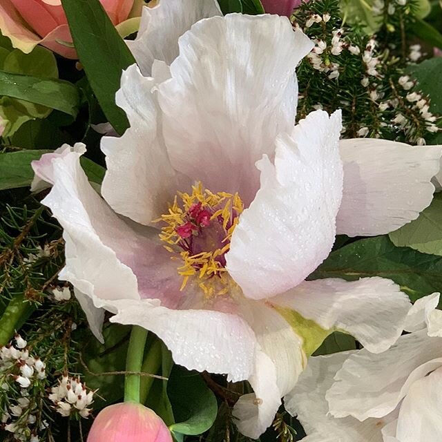 Rain, rain go away.... #treepeony #loveflowers
#tulips  #roses 
#hellebores 
#flowers 
#workshops 
#staysafe