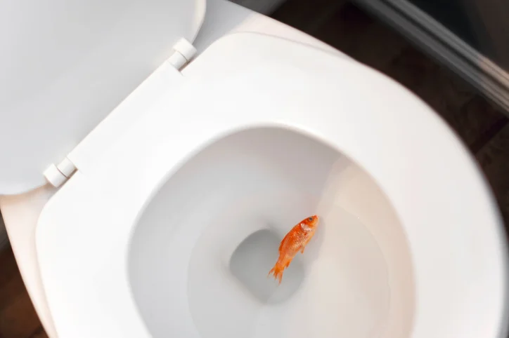 Eight things you should never flush down the toilet