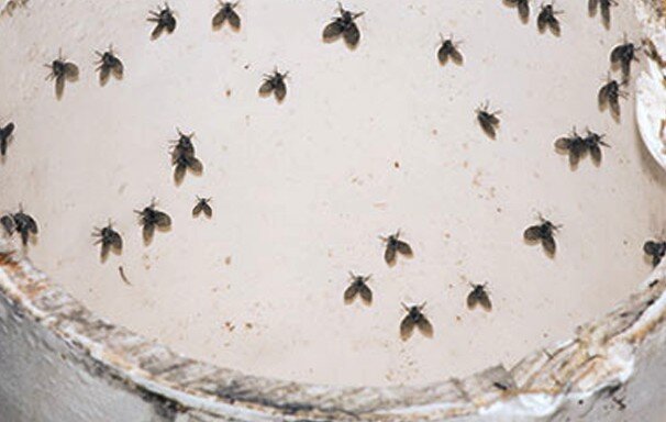 Are those Fruit Flies, Gnats or Drain Flies?