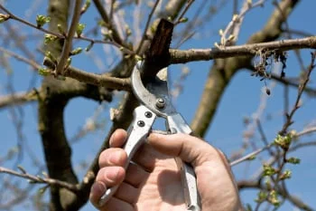 When-to-Prune-Cherry-Tree-e1440007794501.jpg
