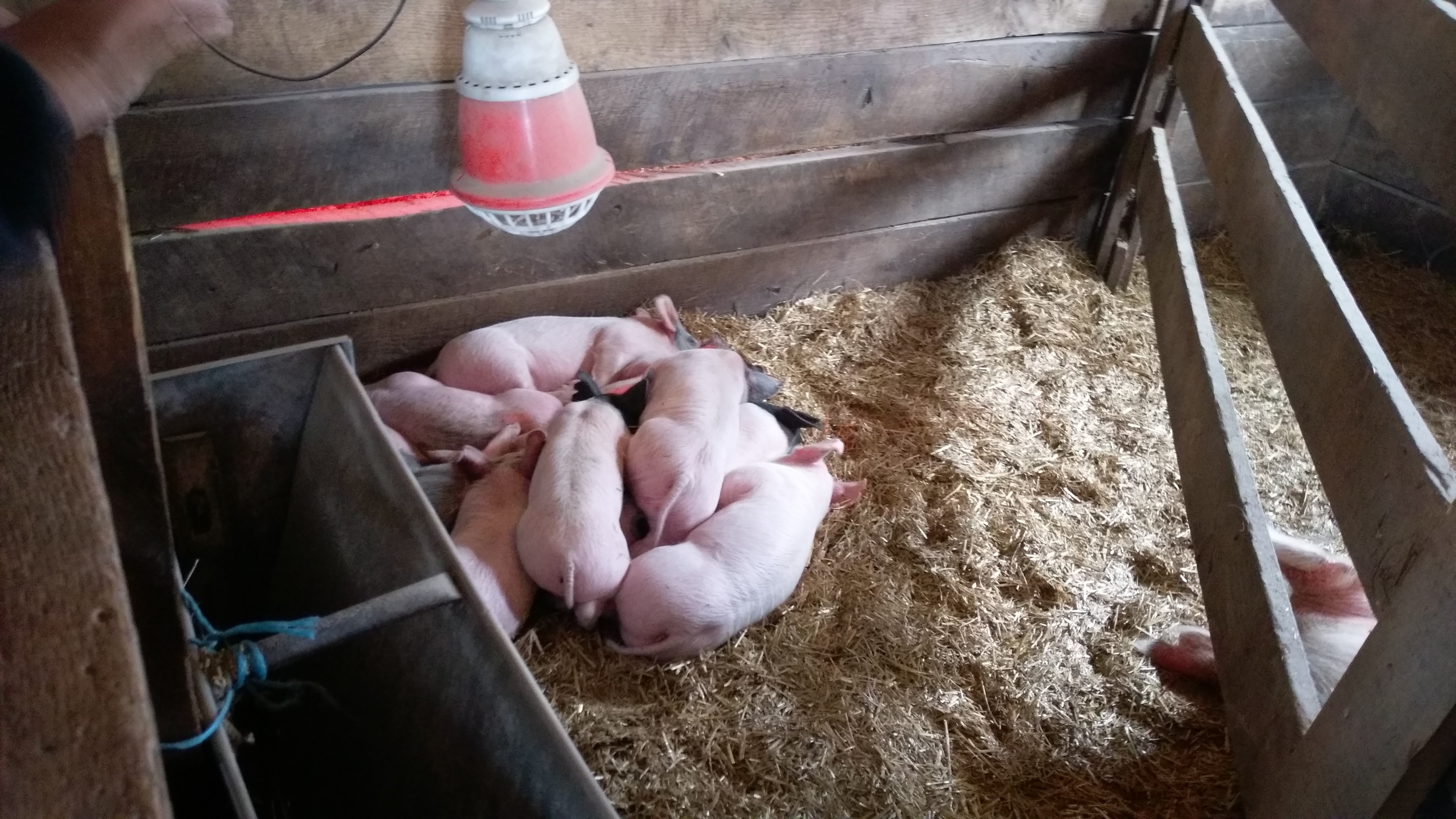 Baby pigs