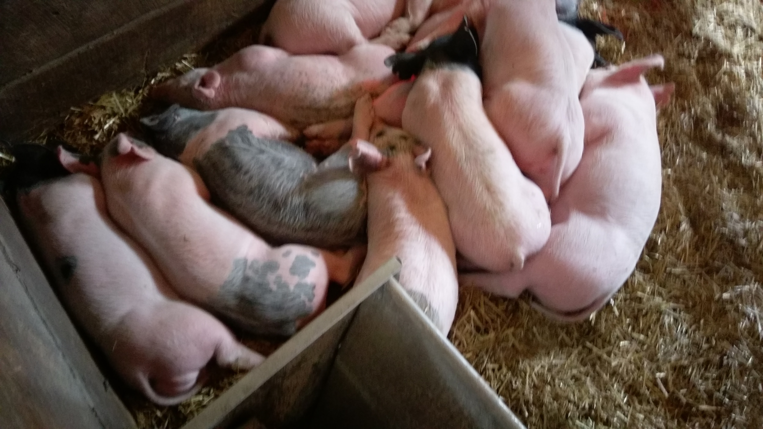 Lots of baby pigs