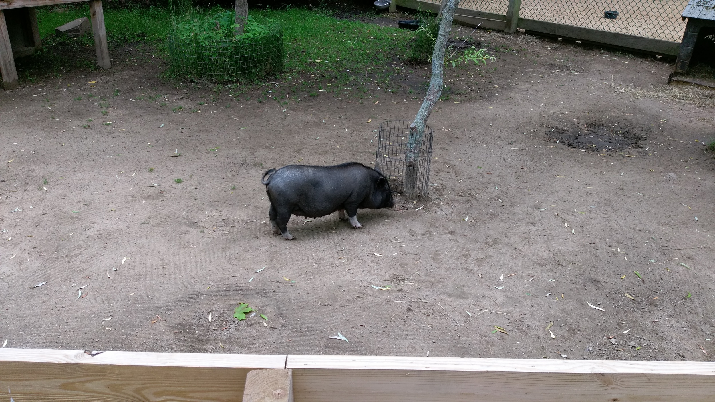 Pig