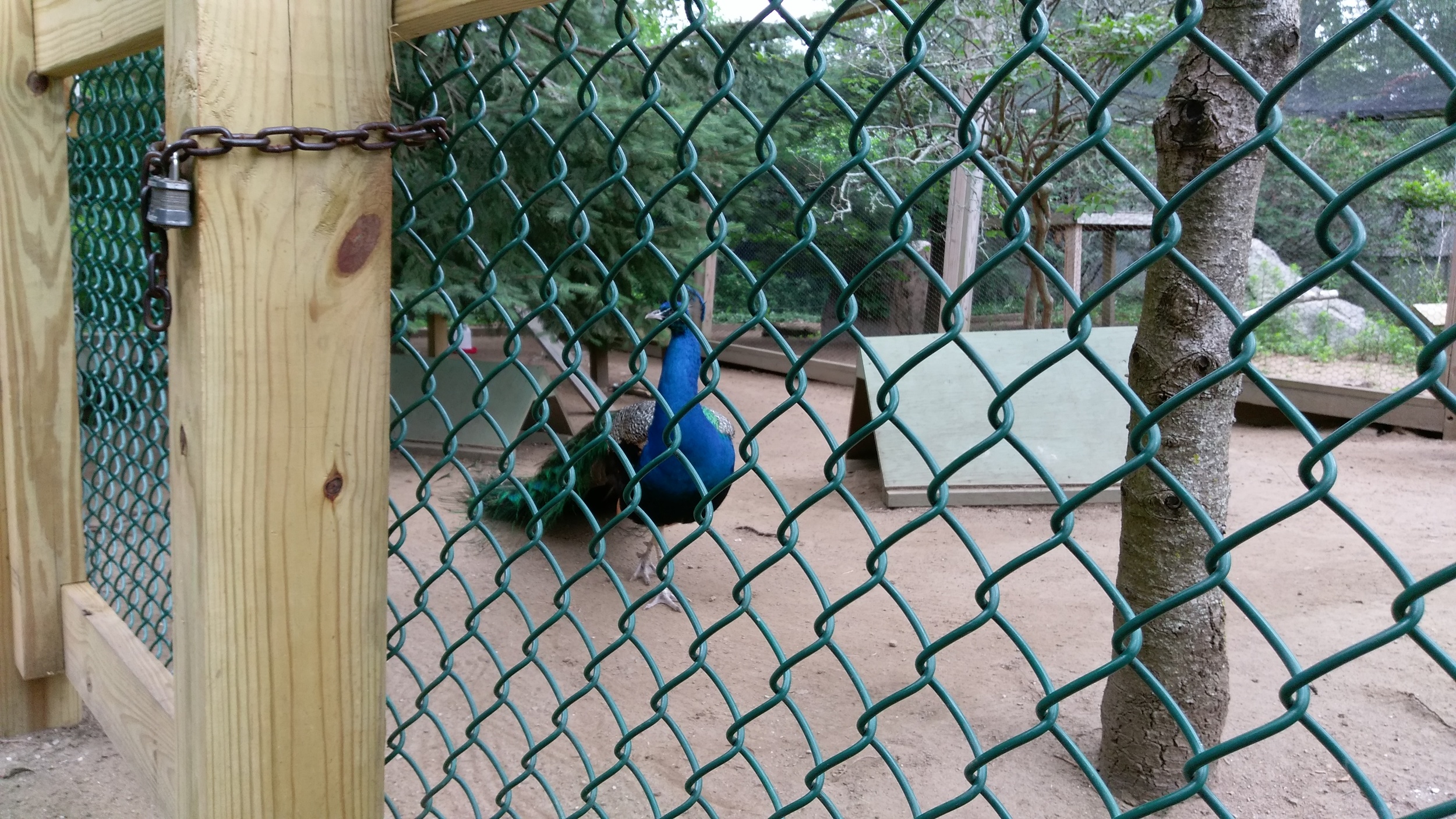 Peacock