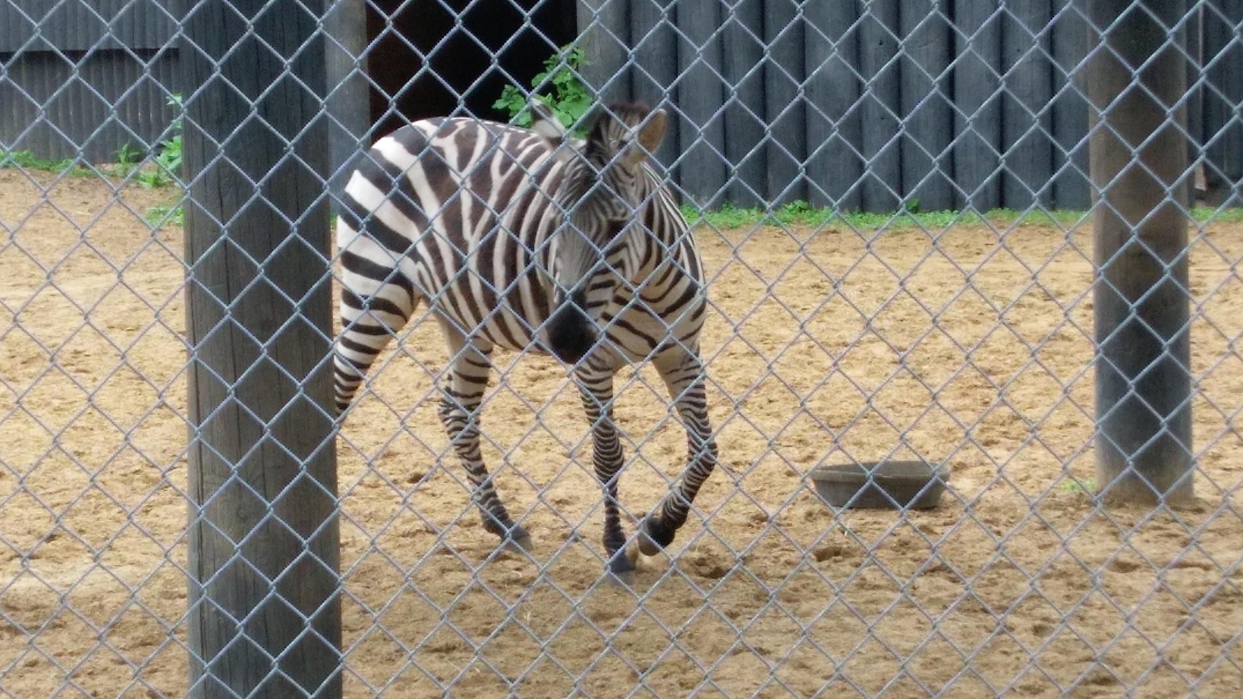 Zebra