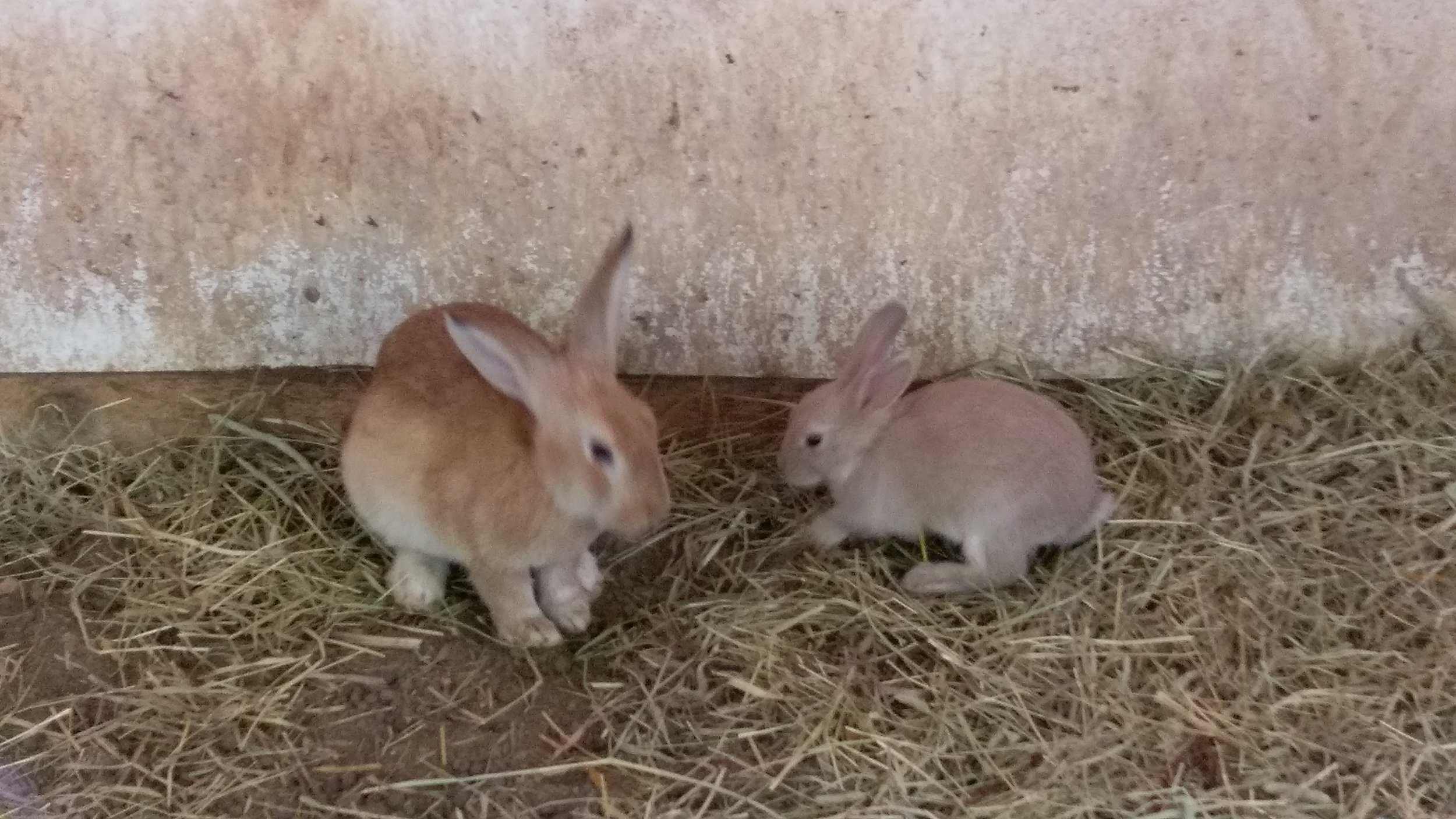 More bunnies