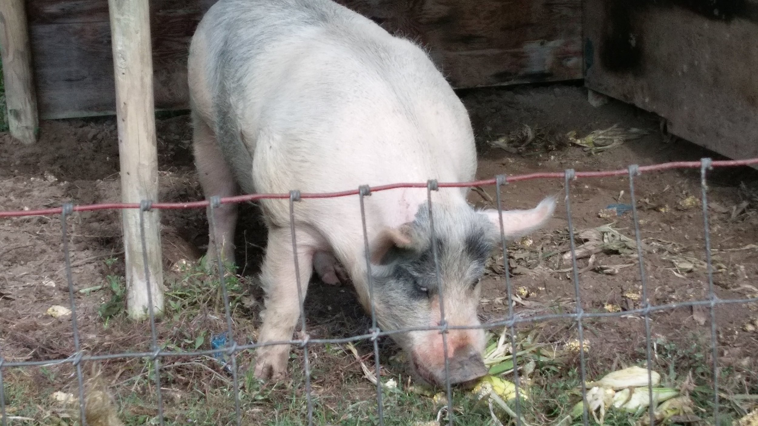 Oink oink