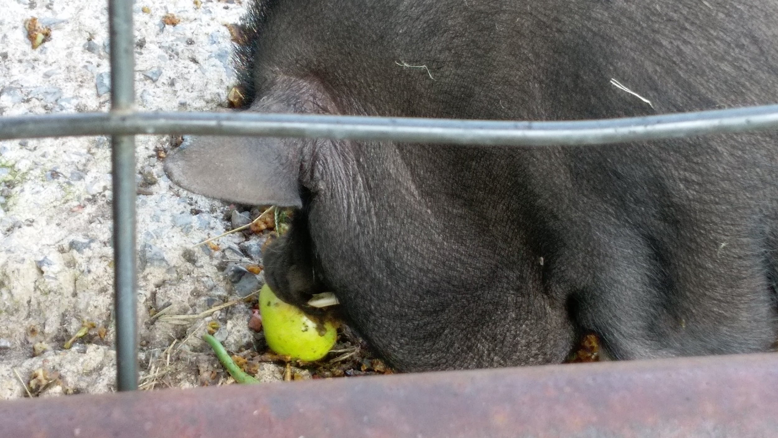 Pigs eating apples