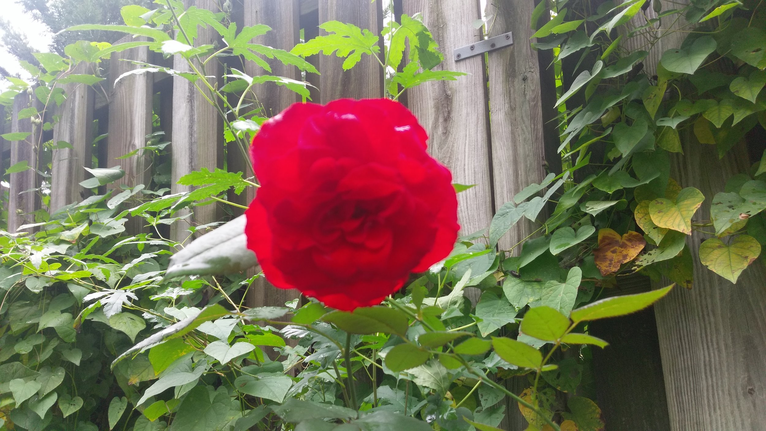 Random flower picture from the neighboorhood