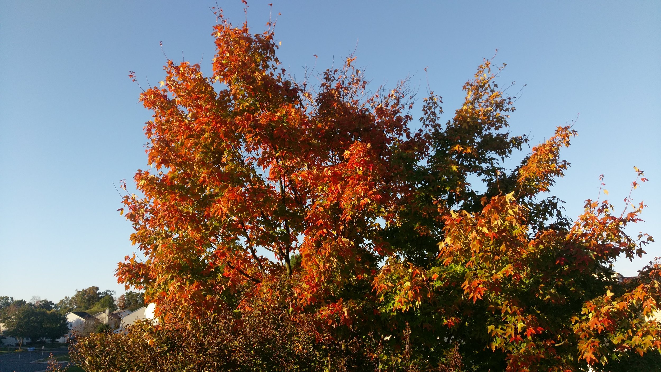 Trees changing color