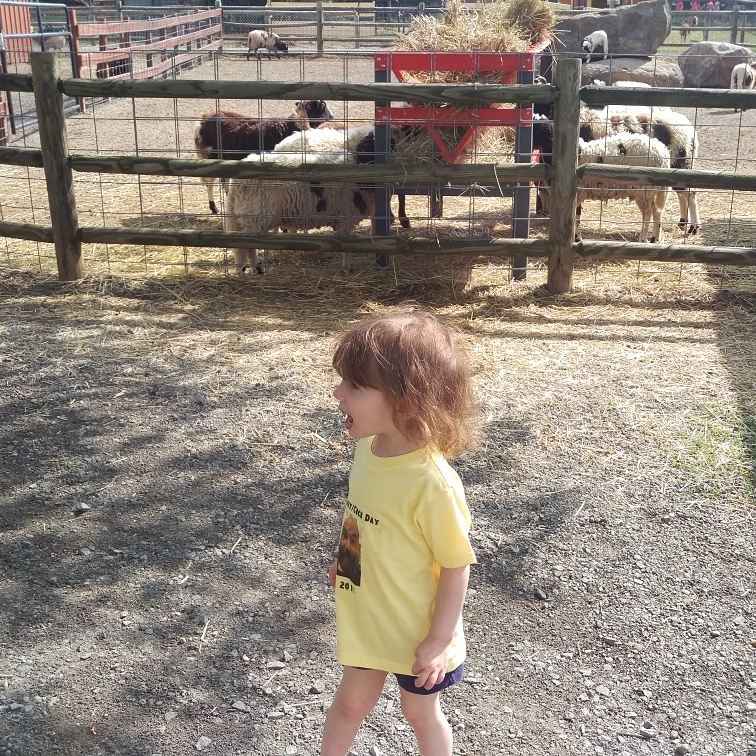 The sheep were screaming and scaring Cece