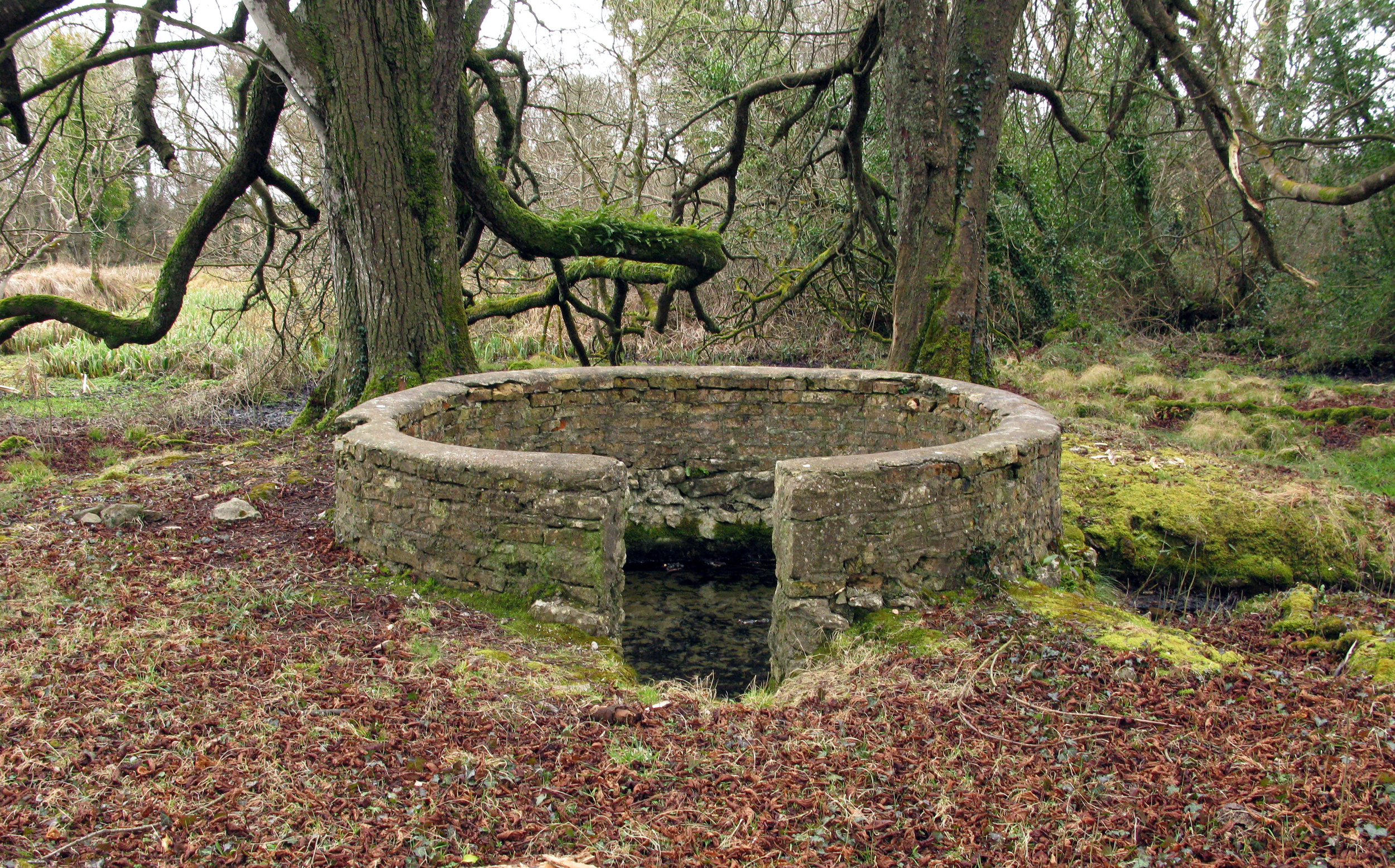 11. St. Brigid in yhe Woods. County Roscommon. Den smukkeste kilde, jeg fandt på min opdagelsesrejse.