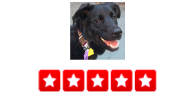Just moved to Brooklyn 3 months ago and this was the first dog walker company I found and it has been nothing but fabulous. I am obsessed with the fact that I get updates on when the dog walker has arrived as well as pictures and comments at the end of the walk. Basia has been a complete angel and my puppy is obsessed with her! Any time I have had something come up randomly where I know I will get home later than usual, Basia/ Dogger has been able to take care of my pup whenever I need a little extra help. I highly recommend using Dogger. I am so happy that I found them and I know my dog is always in good hands! -Emily C.