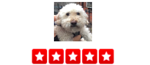 "Last year, my dog suddenly became aggressive toward and terrified of his walkers with the dog walking company we were using. I tried everything, honestly, but they couldn't get him out of my apartment. I finally tried switching companies, and found dogger. They welcomed the challenge with open arms, and now my dog happily goes for walks again every day! I love how I get a detailed email update every time they come walk him. Every walker on their team has been excellent. Ian and Basia have been so helpful to me, especially during illnesses or vacations, when there are sometimes last minute scheduling changes. So glad to have found them! -Chelsey S.
