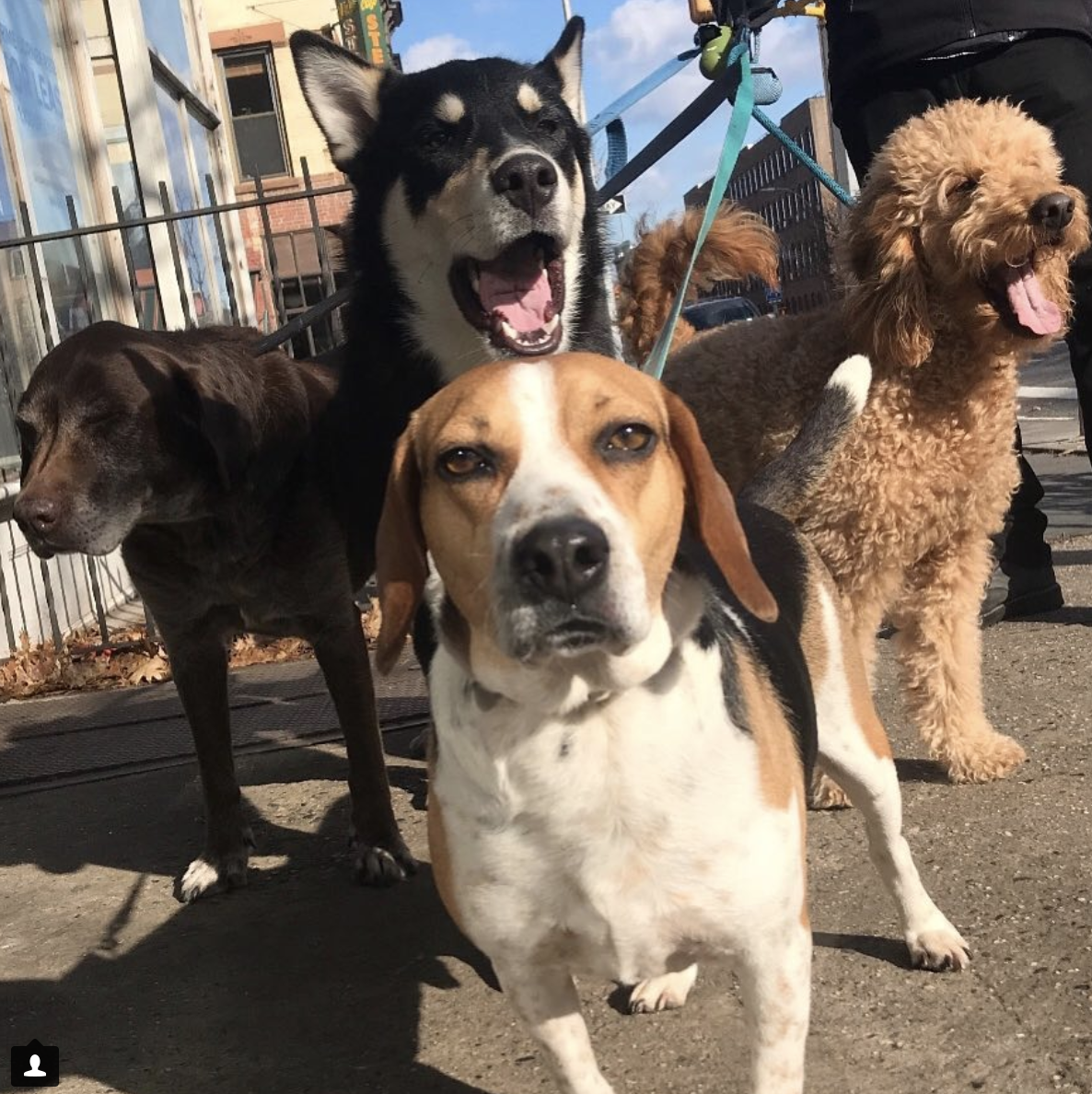dogger Brooklyn Dog Walker and Pet Sitter