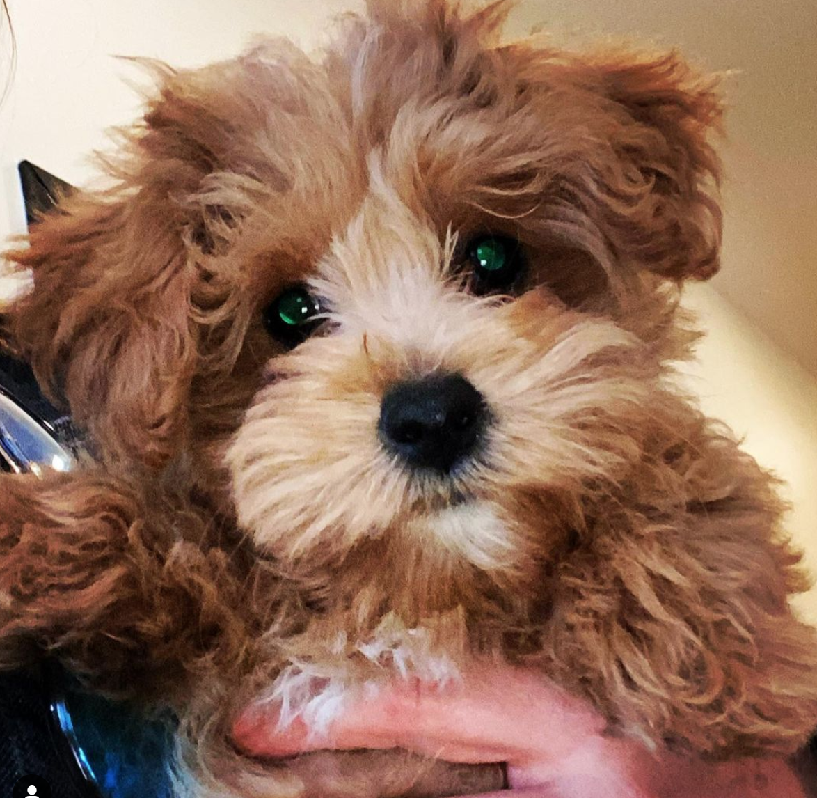 Screen Shot 2021-05-05 at 10.46.21 AM.png