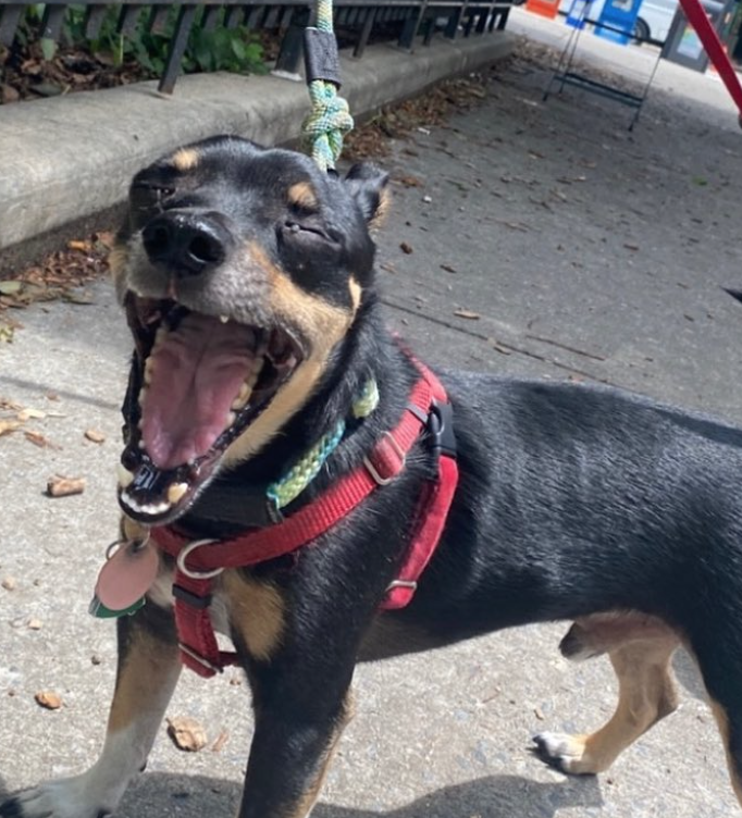 Screen Shot 2021-07-07 at 10.41.39 AM.png