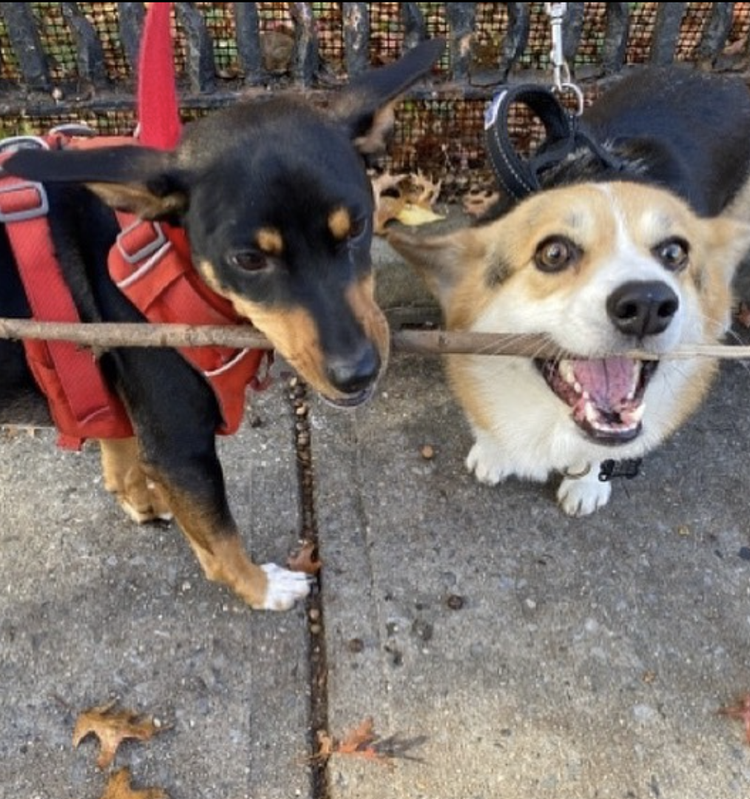 Puppy visits