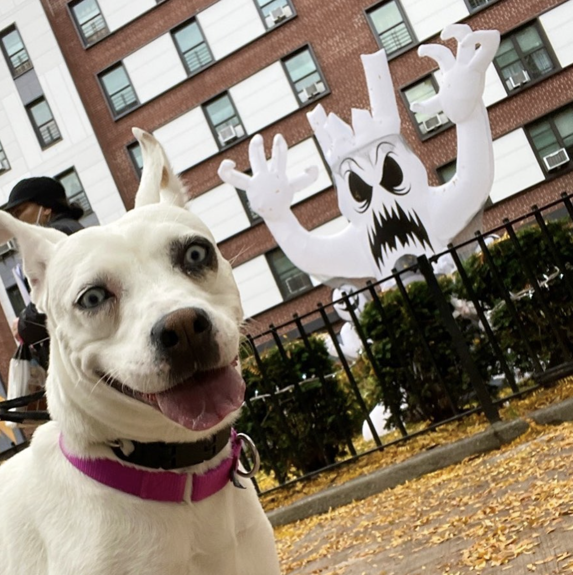 best dog walker brooklyn 12.png