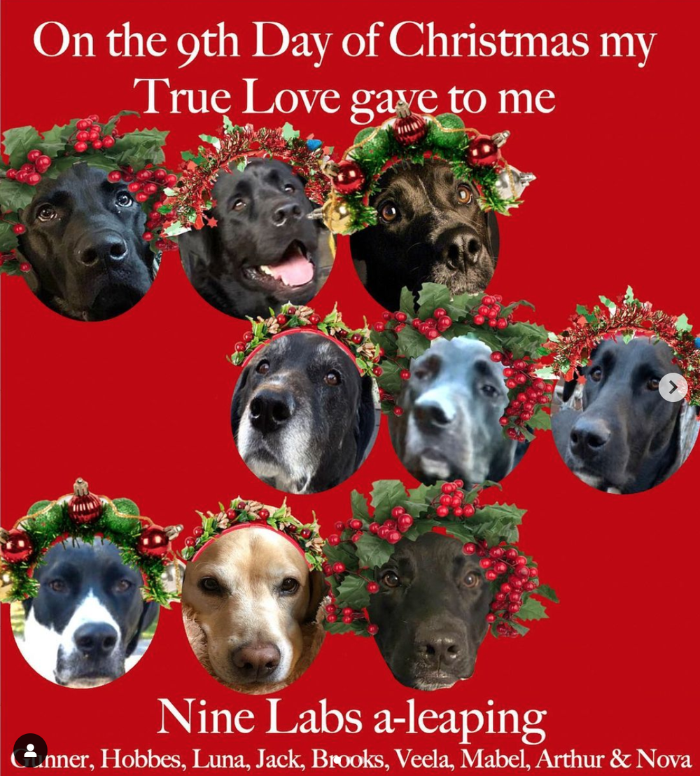 Ninth Day Of Christmas 2022 On The Ninth Day Of Christmas — Dogger