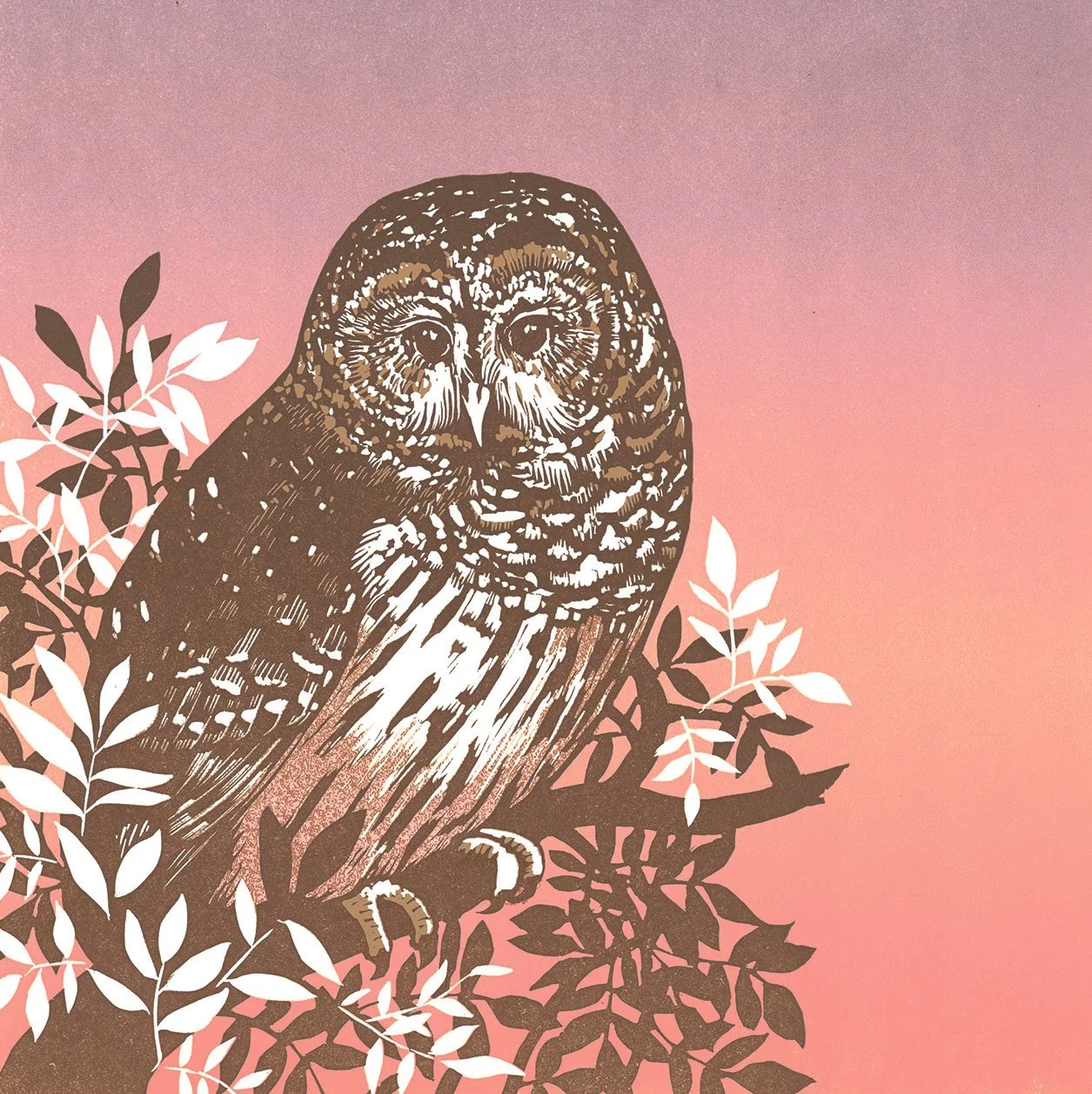 Warner Barred Owl_thumbnail.jpg