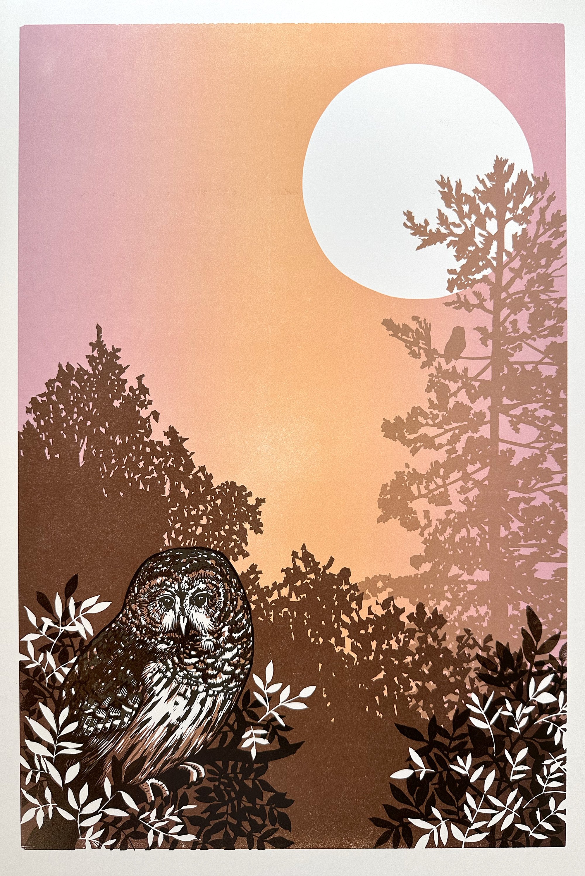 Barred_Owl_Pine_Tree.jpg