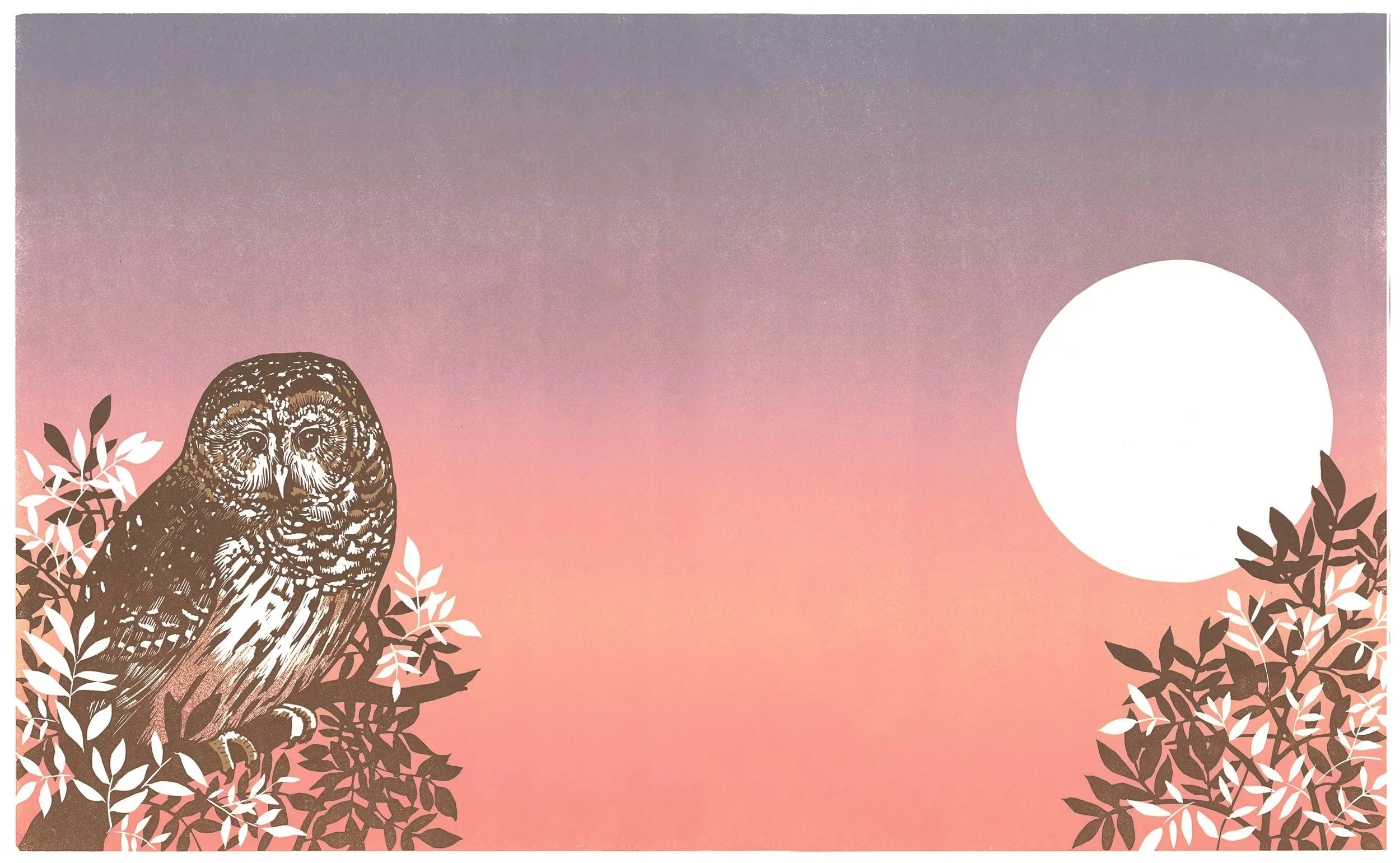 Warner+Barred+Owl.jpg