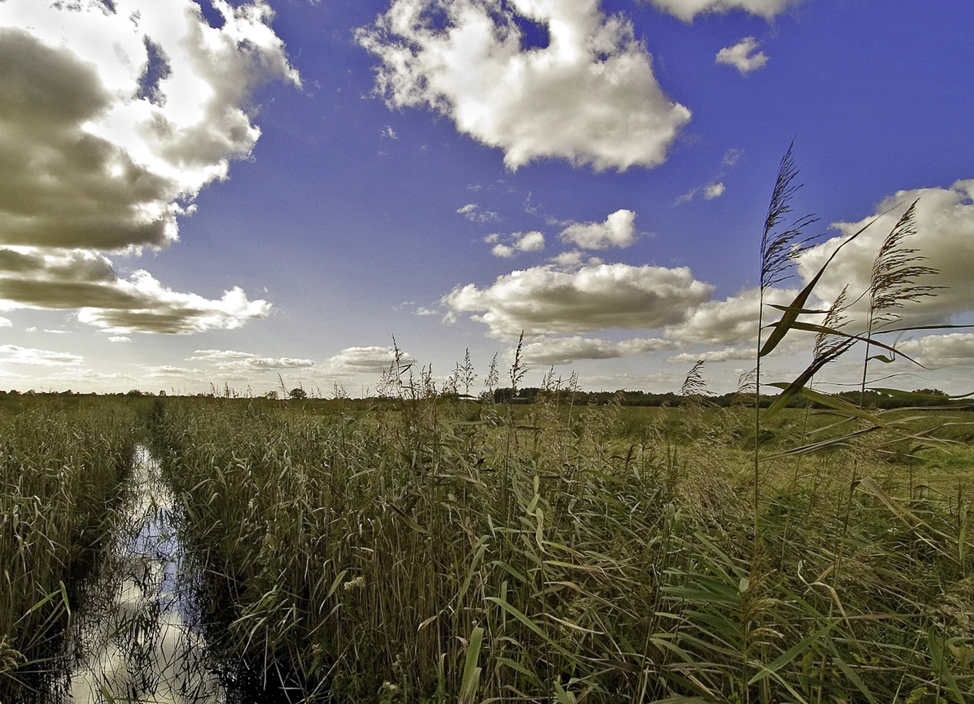 Fen.jpg