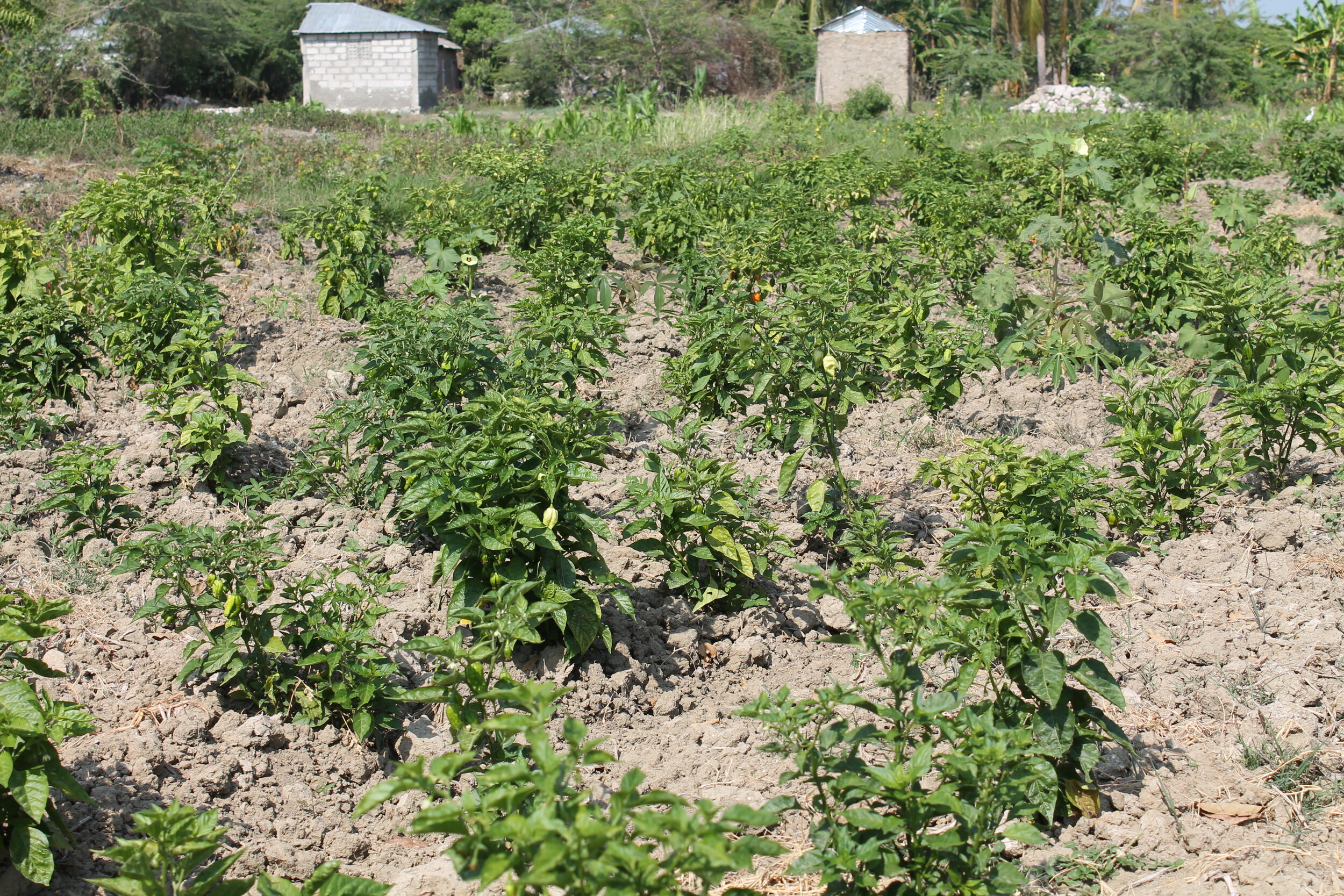 HAITI PRESCHOOL UPDATE