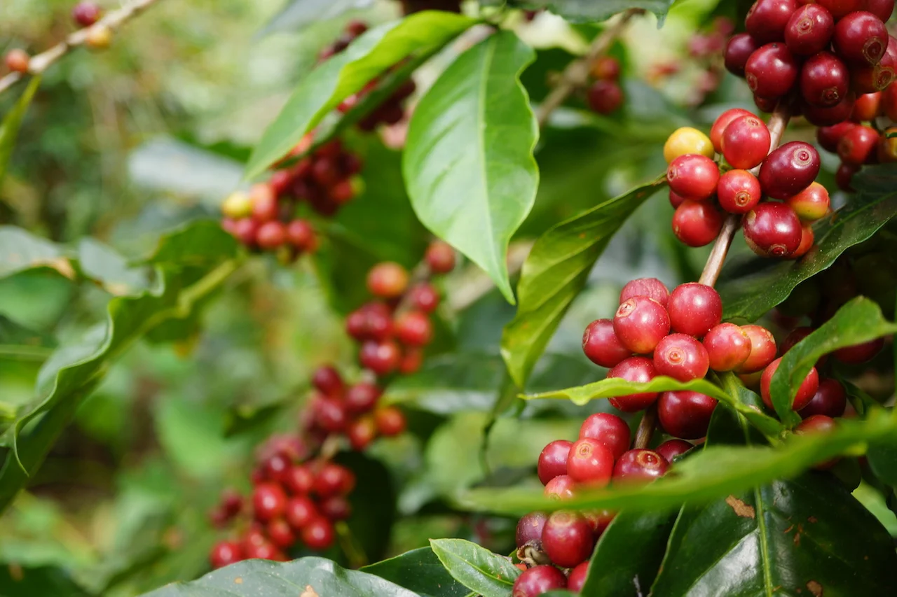 This Sumatra pulls a fantastic shot....should be on the website for ordering this week!