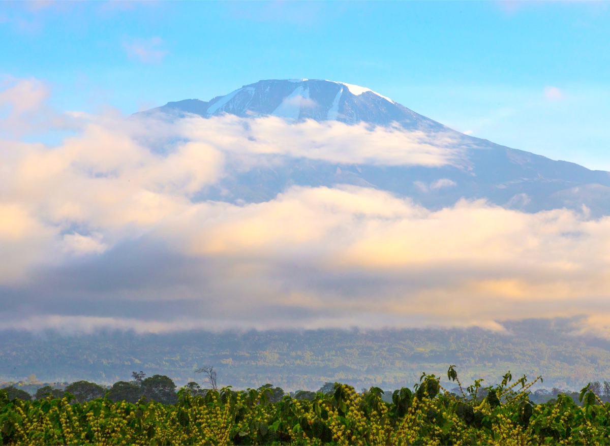 Kilimanjaro Classic Tanzanian Peaberry available soon!