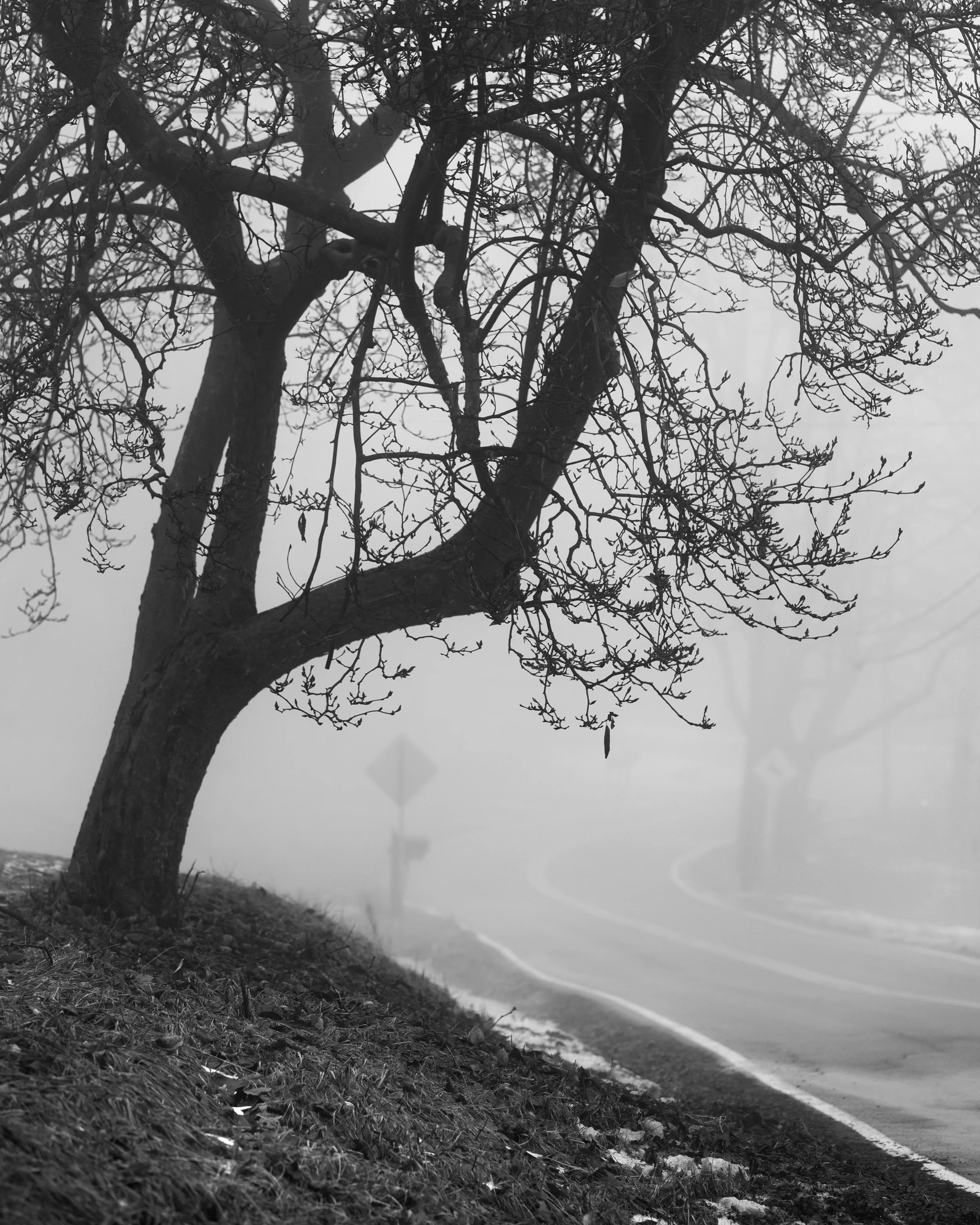 winterFog-8191.jpg