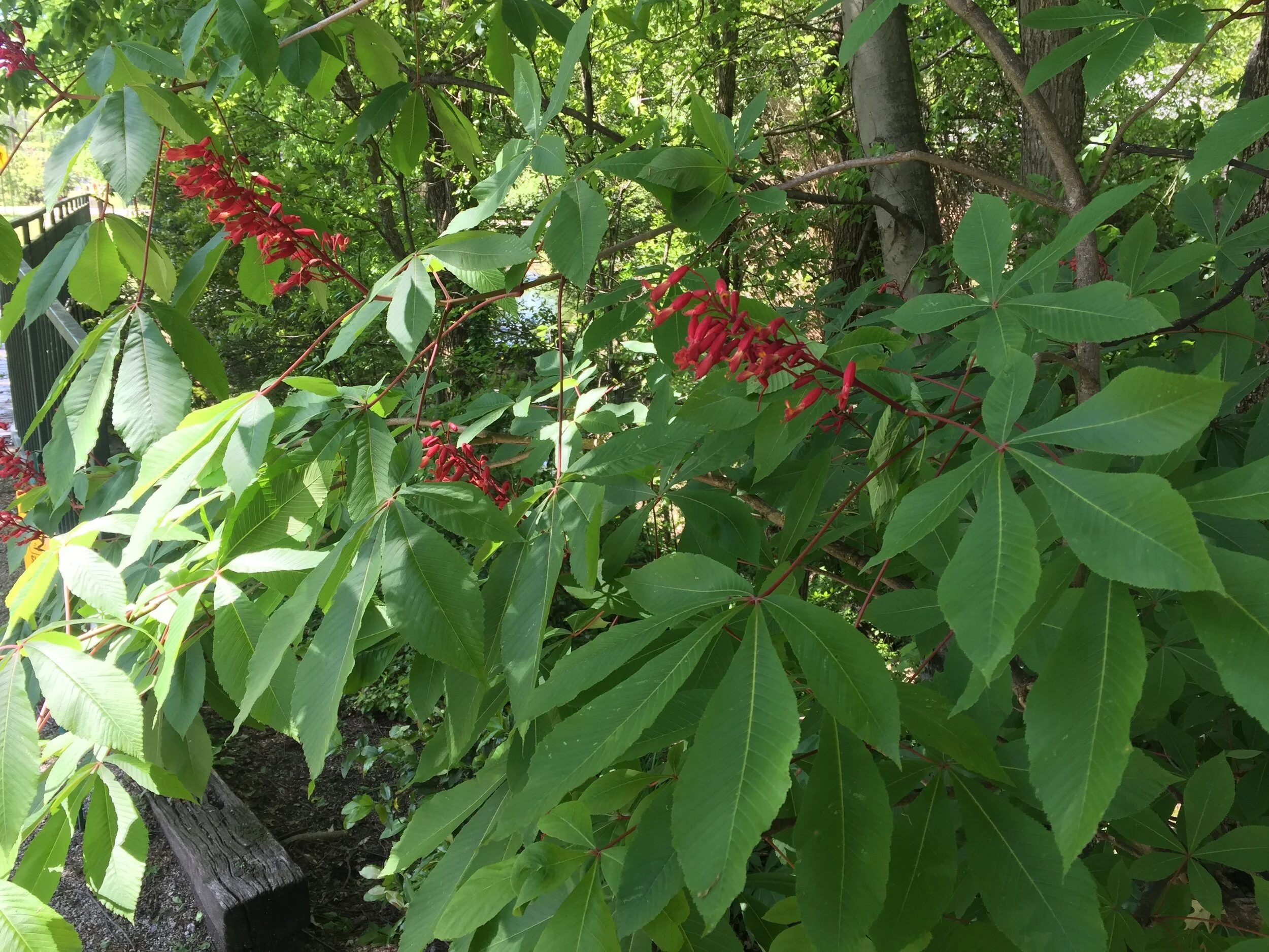 Featured Plant: Red Buckeye