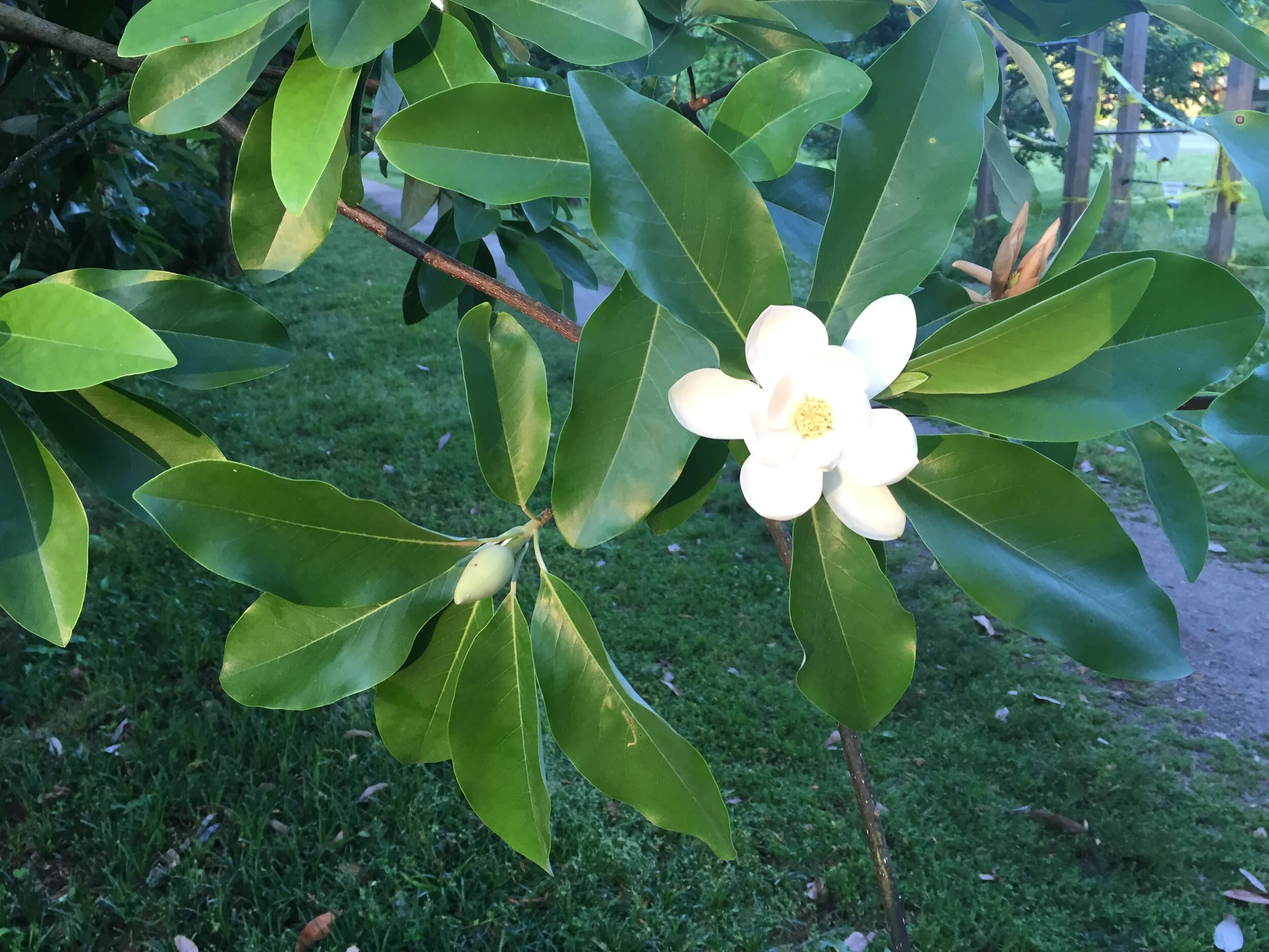Featured Plant: Magnolia