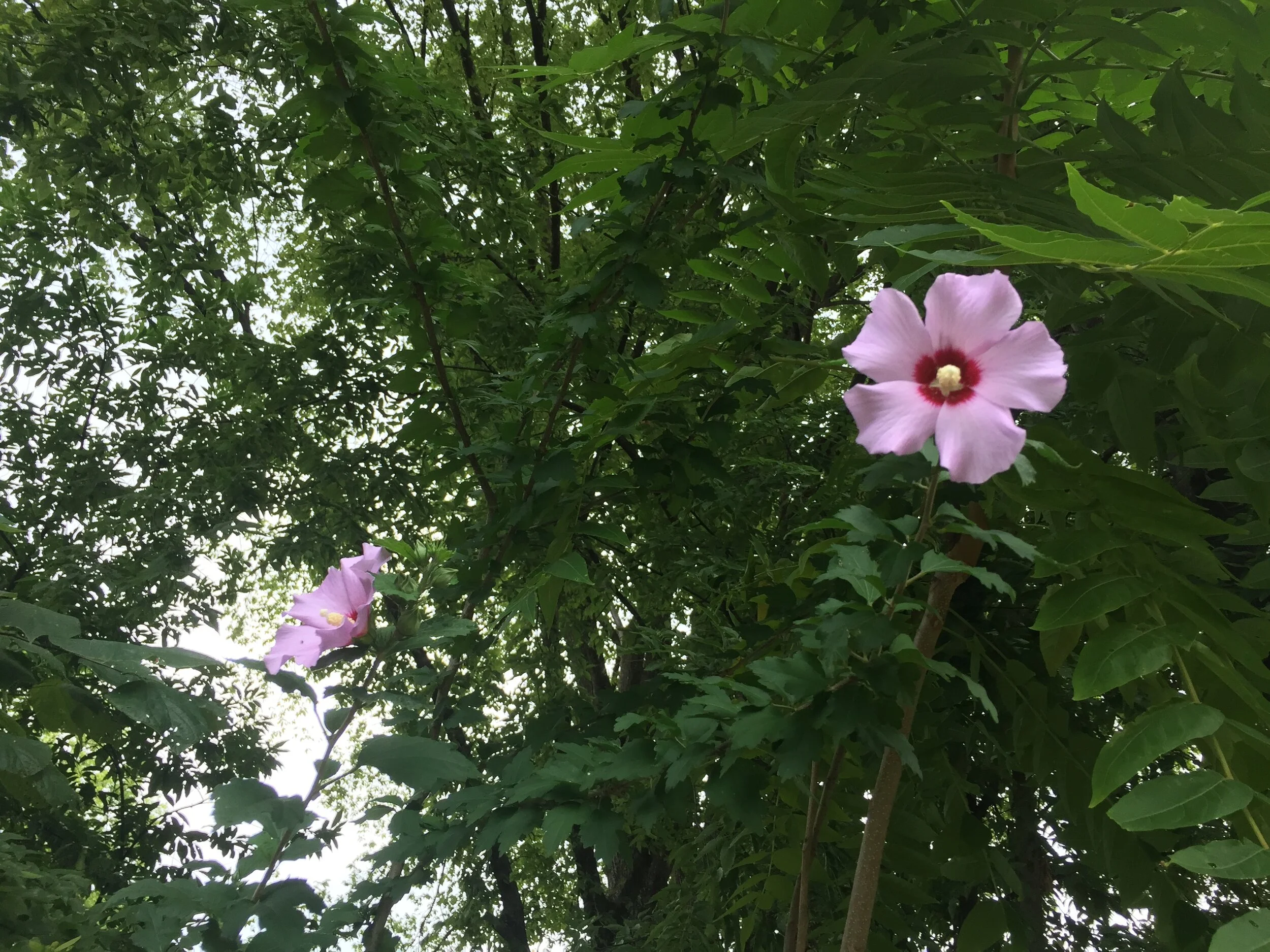 Featured Plant: Rose of Sharon
