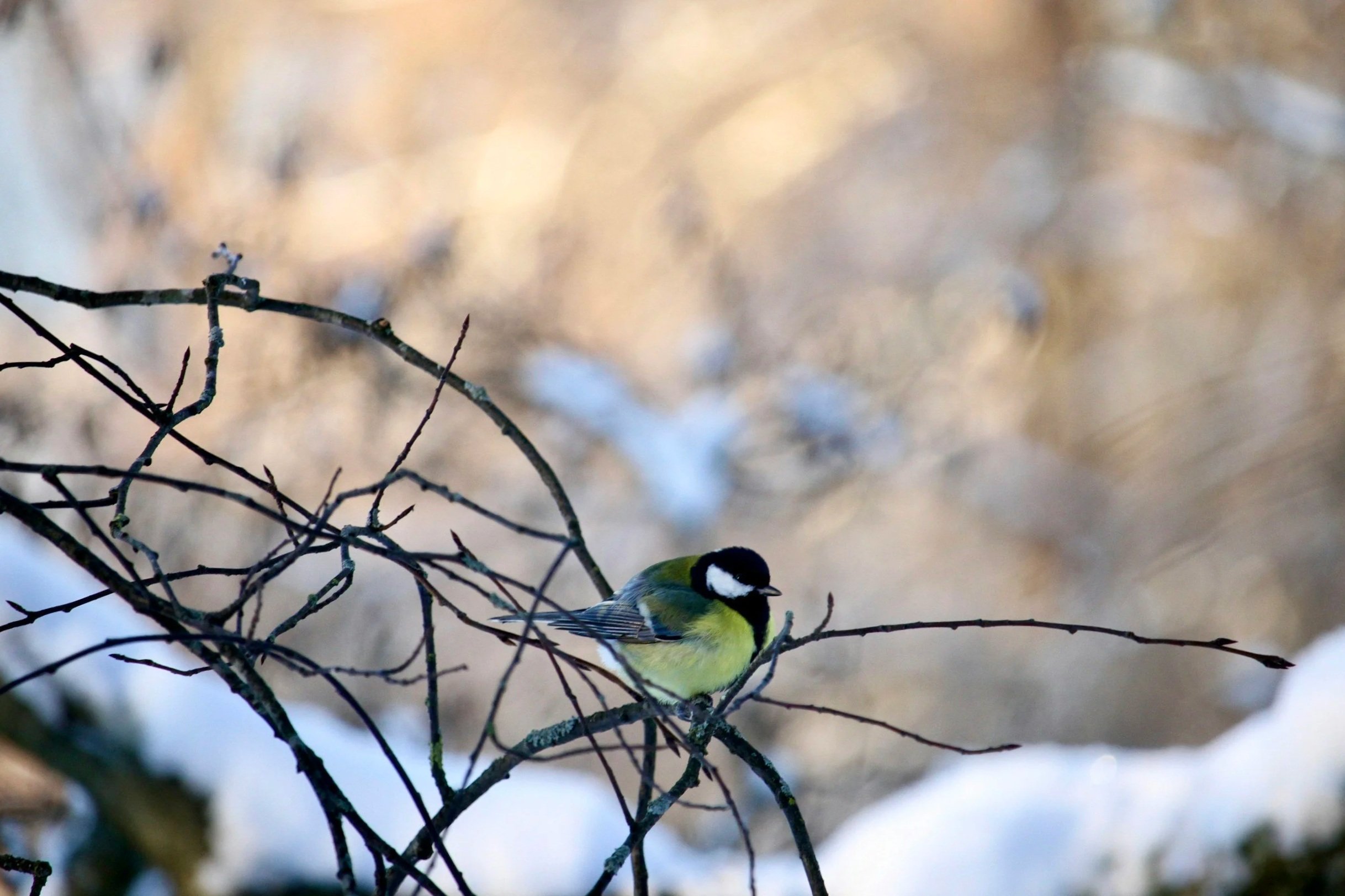 Great Backyard Bird Count 