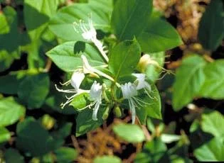 japanese-honeysuckle-1624076.jpg