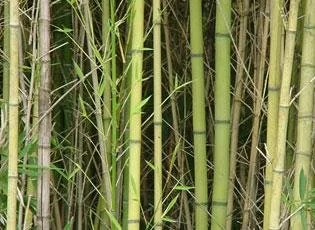golden-bamboo-1237038.jpg