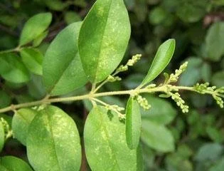 chinese-privet-5434773.jpg