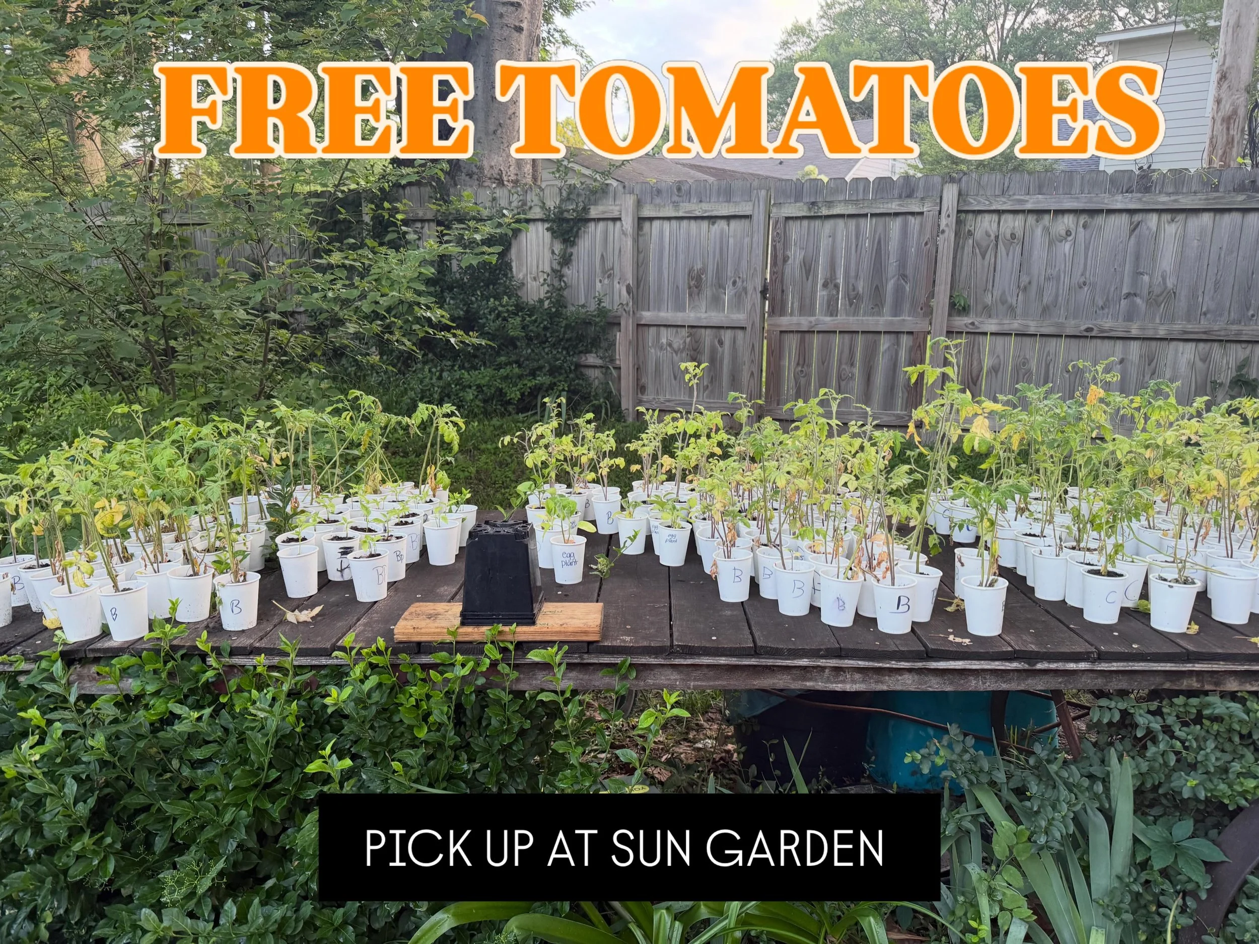 🆓 It looks like KIPP donated some more tomato starts, yay! FREE pickup on wagon behind sun garden (Idlewild / McLean) 🍅🍅🍅