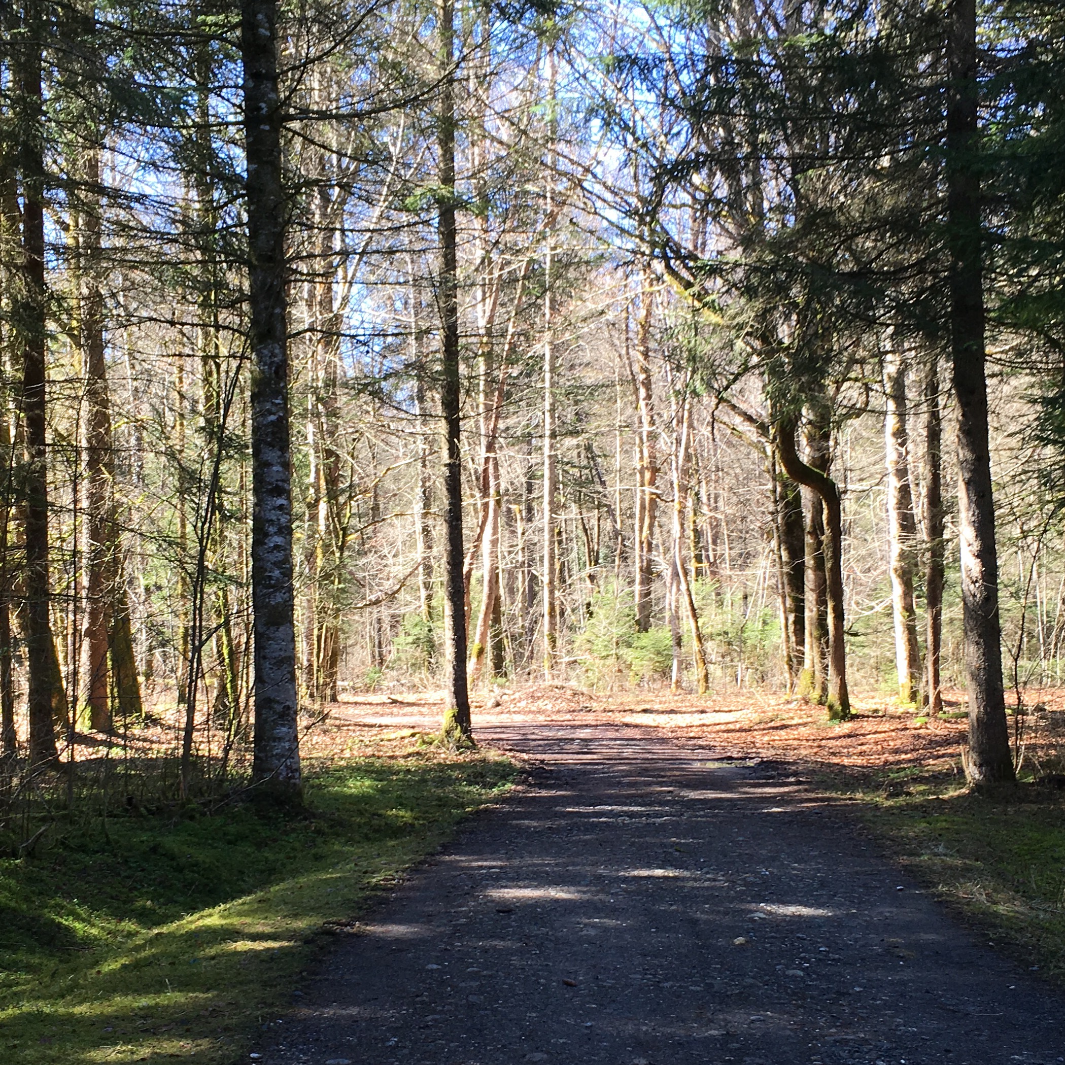 L'Etelley forest: a gentle walk along the valley floor.