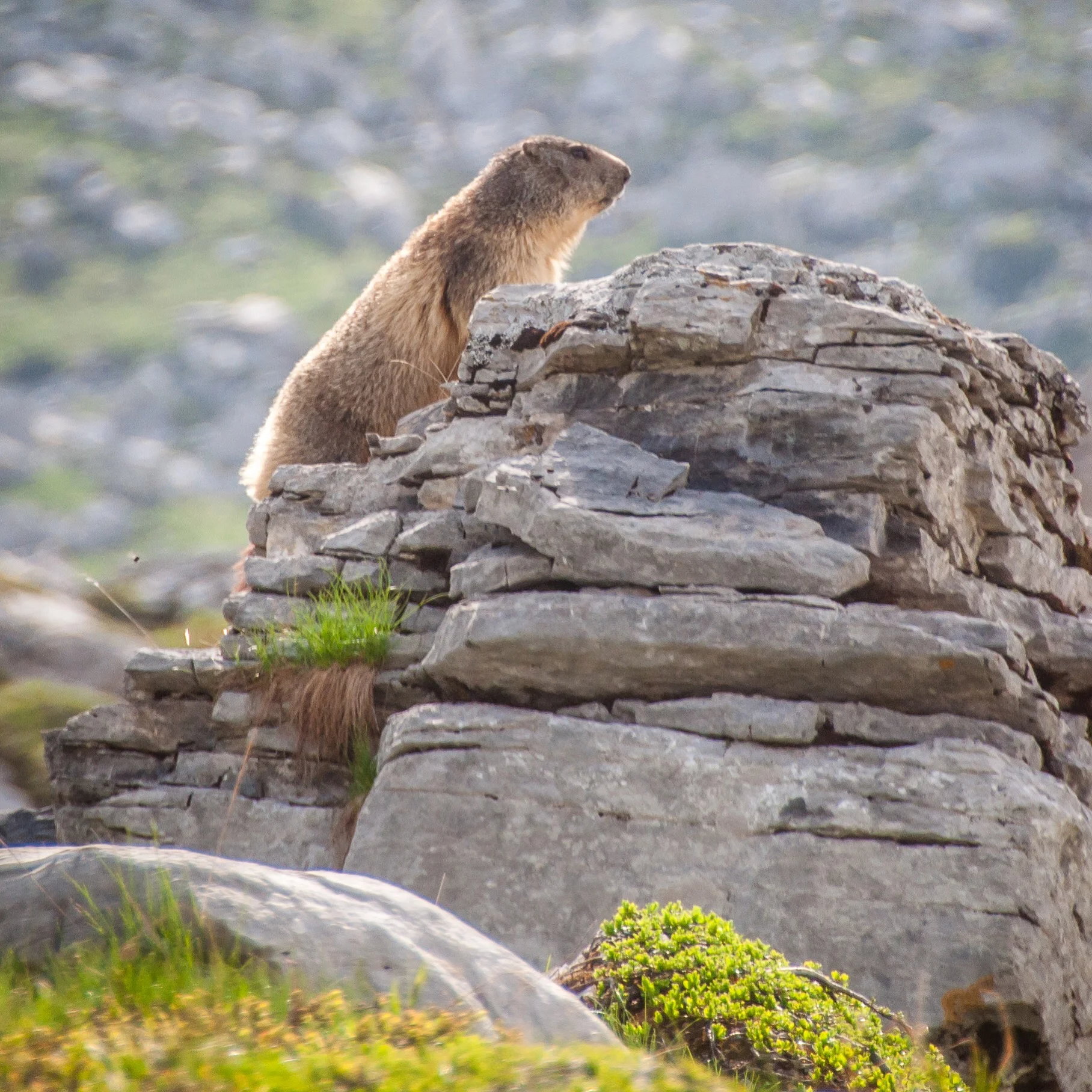 Wildlife: A marmotte checks the mountain air is still fresh