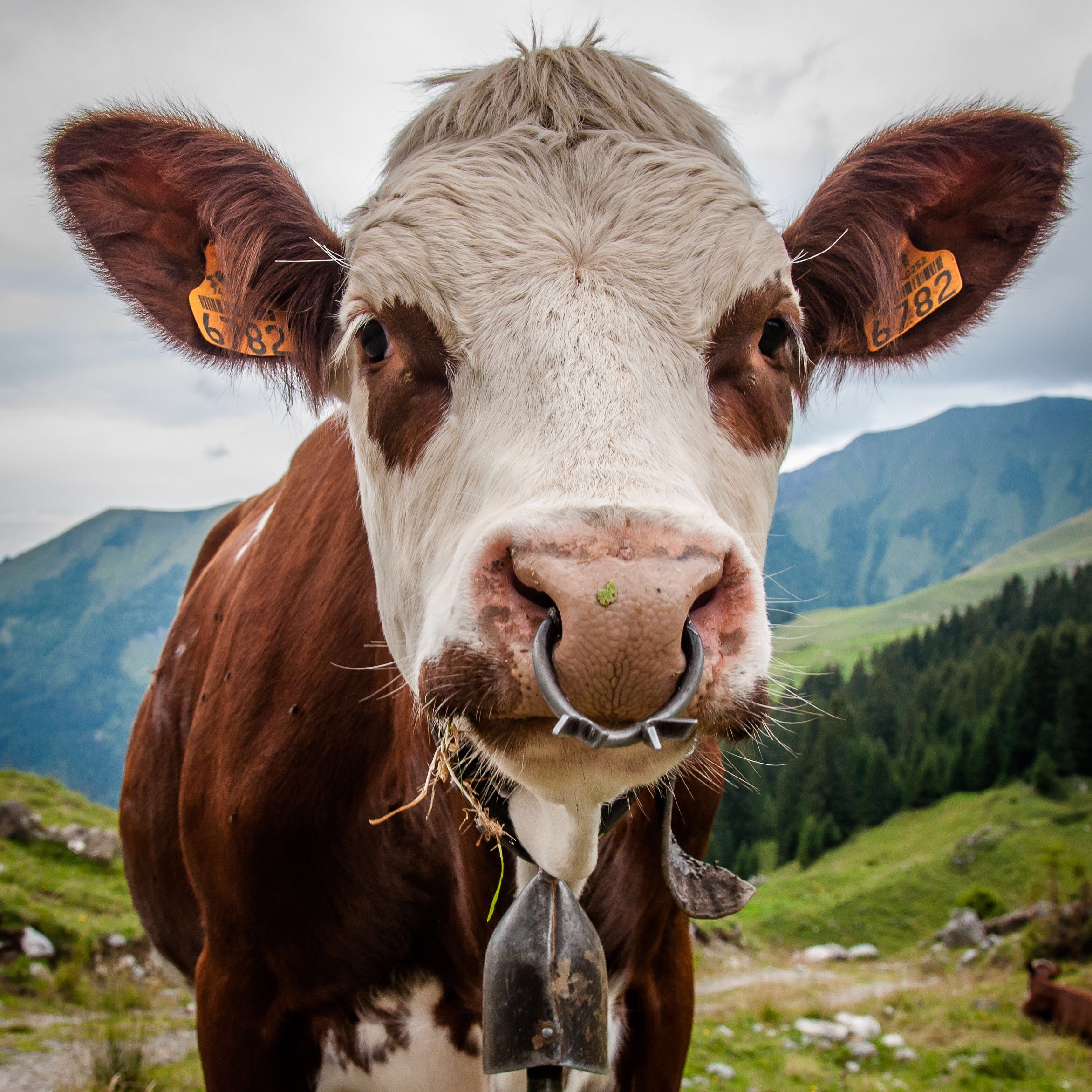 Not-so-wild life: Cows here really do have bells