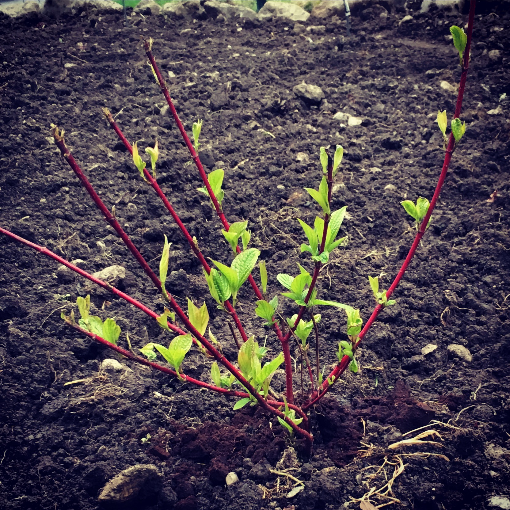 Dog wood coming into leaf