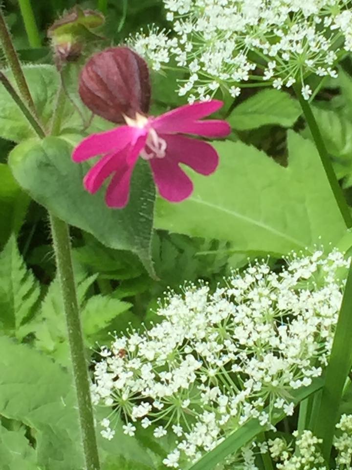 Cow parsley and an unknown pink flower