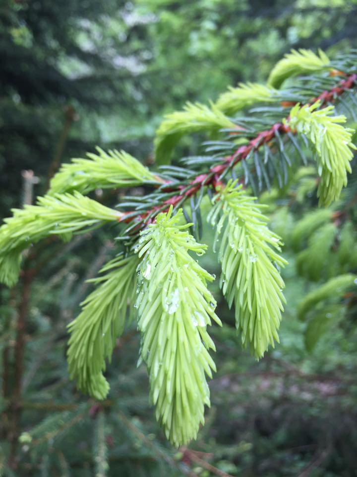 New growth on the conifer trees